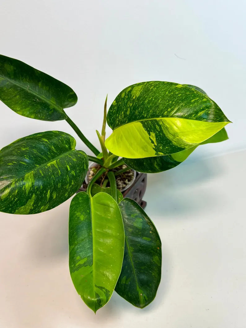 Variegated Burle Marx Philodendron Plant - Live Tropical Houseplant - SAME Plant - US Seller