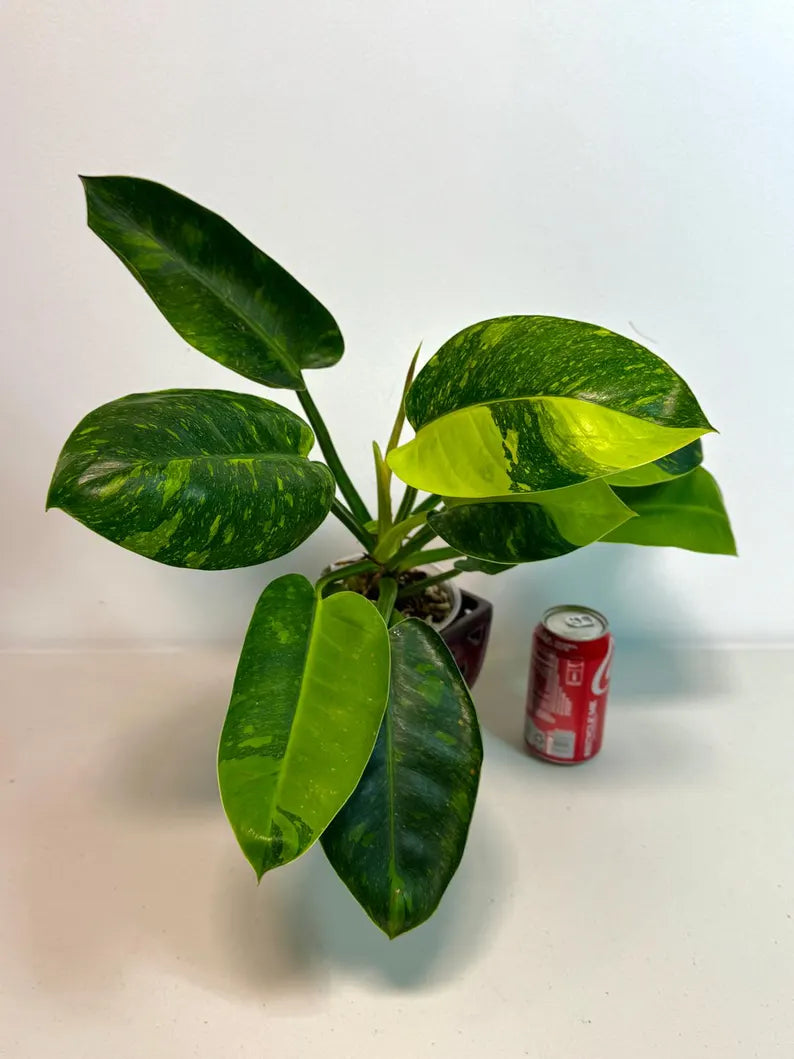 Variegated Burle Marx Philodendron Plant - Live Tropical Houseplant - SAME Plant - US Seller