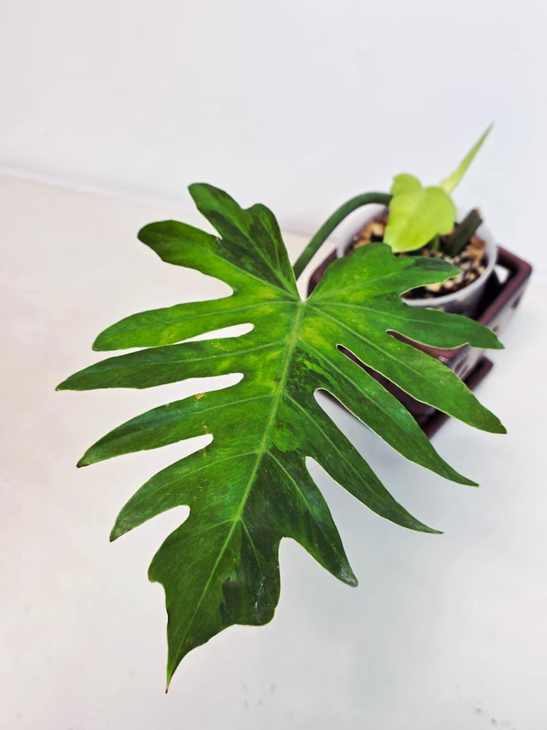 Philodendron Radiatum Variegated - Indoor Rare Plant - Large Form - Plants Lover Gift - Live Plant - Exact Same Plant - US Seller