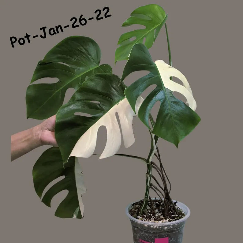 Mature Monstera Albo Variegata – Large Established White Monstera | Exact Plant Listing