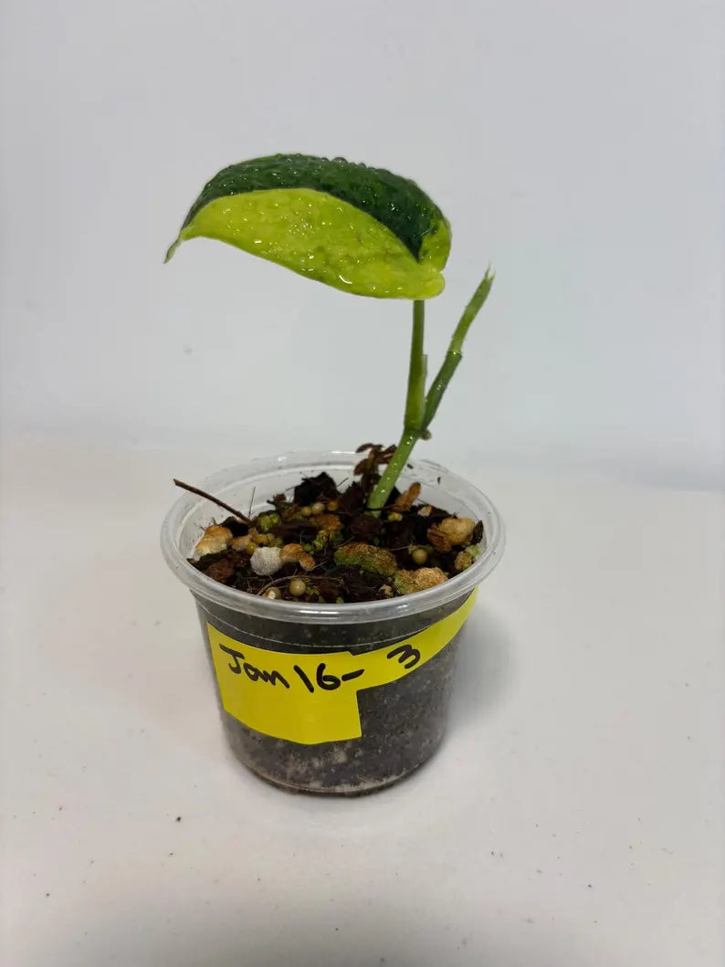 Variegated Scindapsus Pictus 'Jade Satin' Plant - Collector's Aroid - Modern Home Decor - Half-Moon Leaf - EXACT Same Plant - US Seller