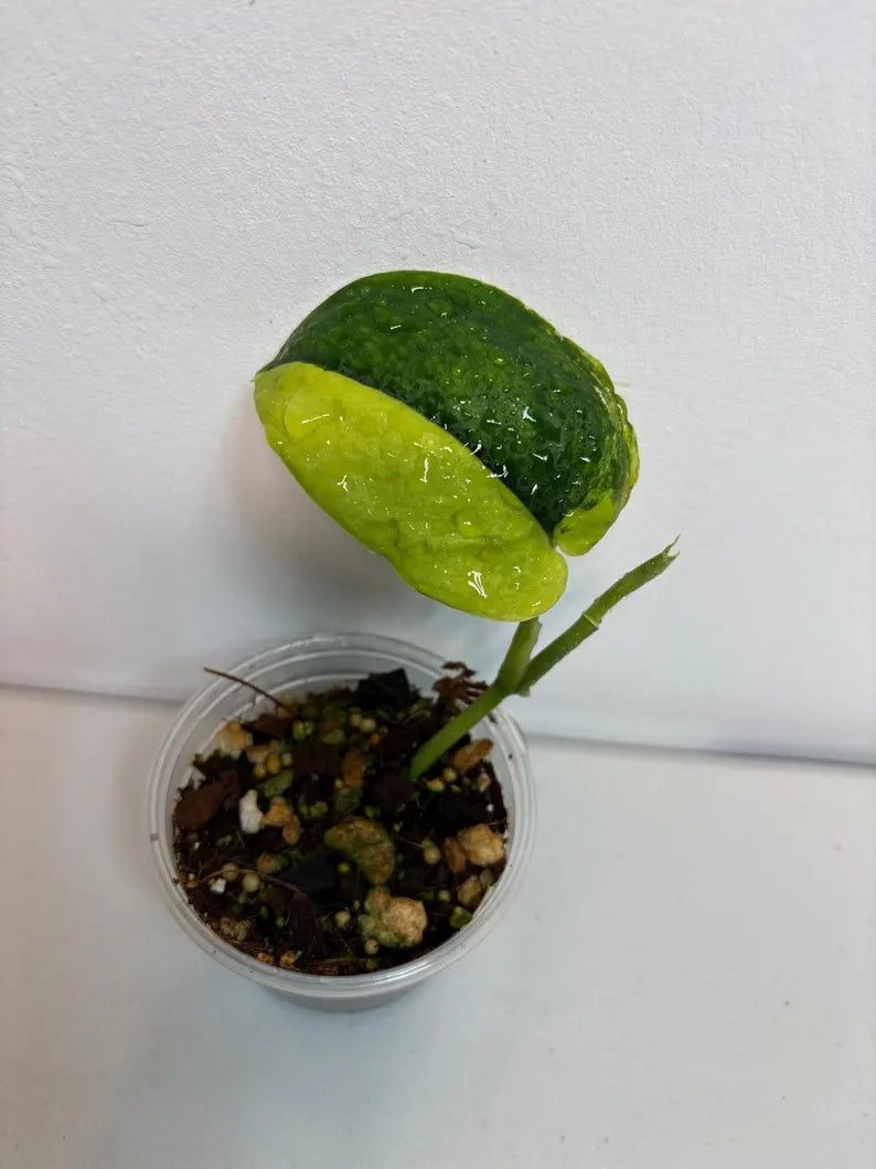 Variegated Scindapsus Pictus 'Jade Satin' Plant - Collector's Aroid - Modern Home Decor - Half-Moon Leaf - EXACT Same Plant - US Seller