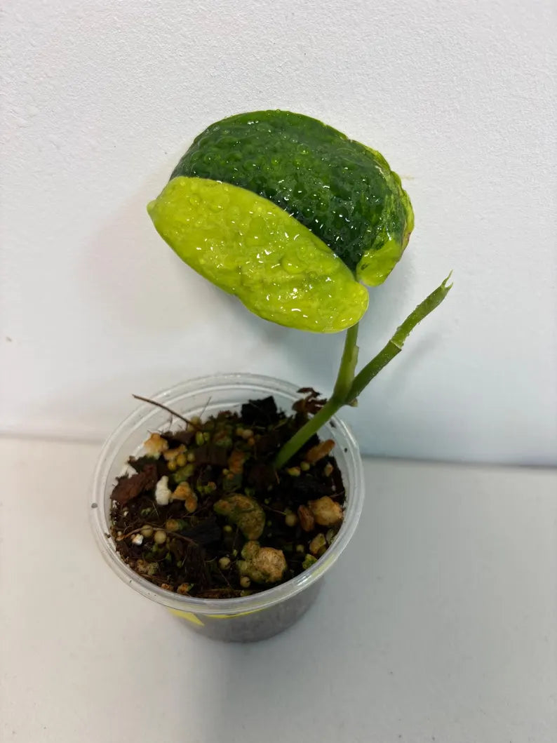 Variegated Scindapsus Pictus 'Jade Satin' Plant - Collector's Aroid - Modern Home Decor - Half-Moon Leaf - EXACT Same Plant - US Seller