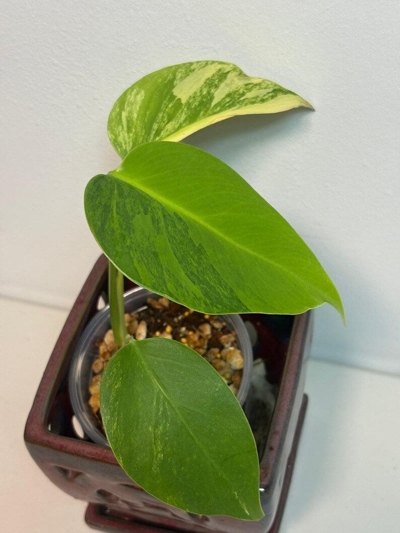 Variegated Borsigiana