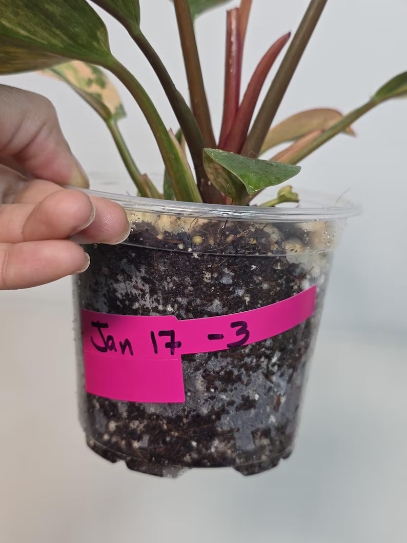 Yellow Congo Philodendron Variegated Live Plant - Super Rare Yellow Congo Indoor - Hard to Come By - Exact Same Plant - US Seller