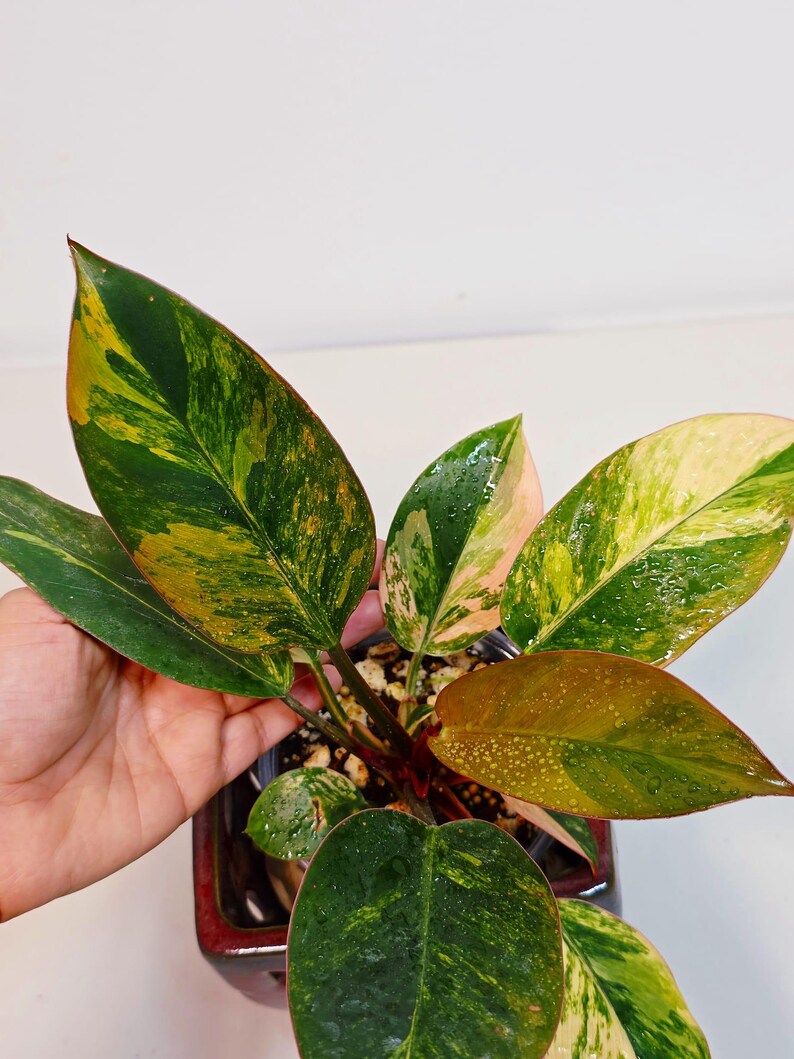 Yellow Congo Philodendron Variegated Live Plant - Super Rare Yellow Congo Indoor - Hard to Come By - Exact Same Plant - US Seller