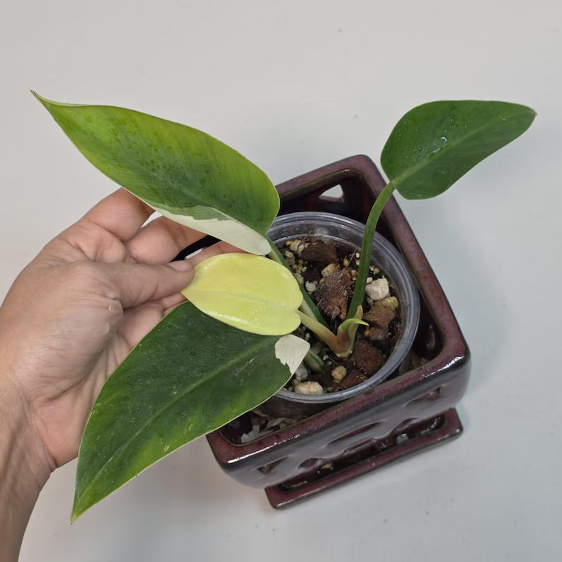 rare collector plant Live Indoor Plants