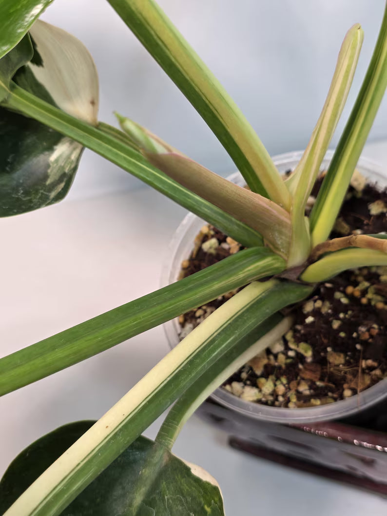 rare collector plant