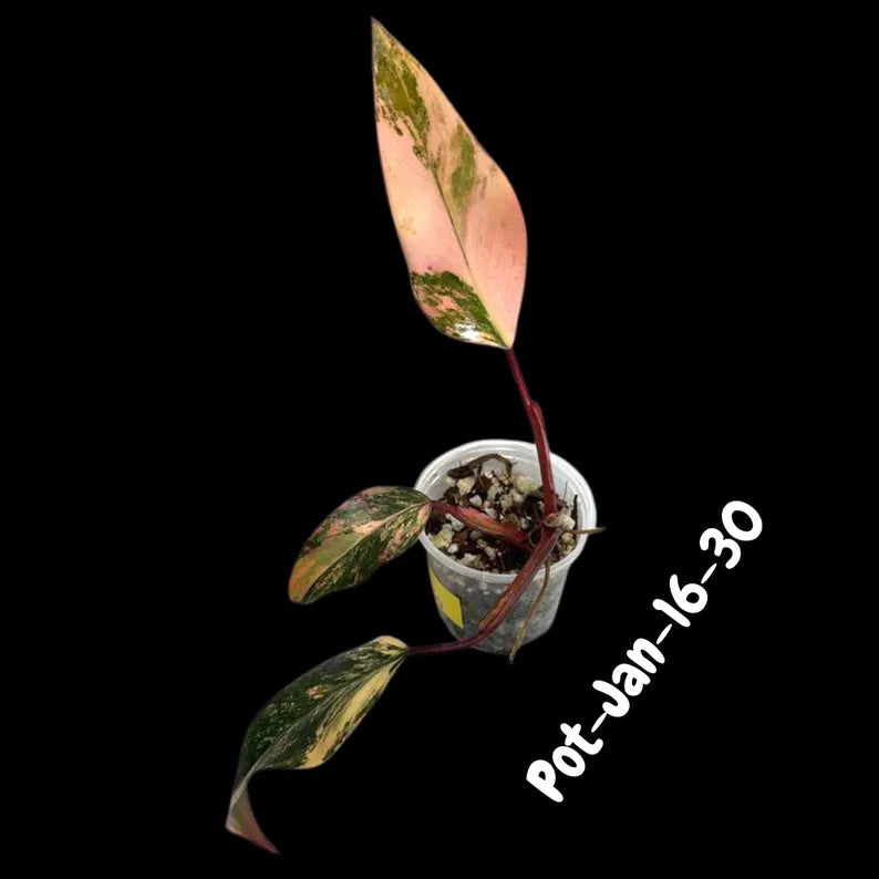 bright pink plant
Gift Houseplant