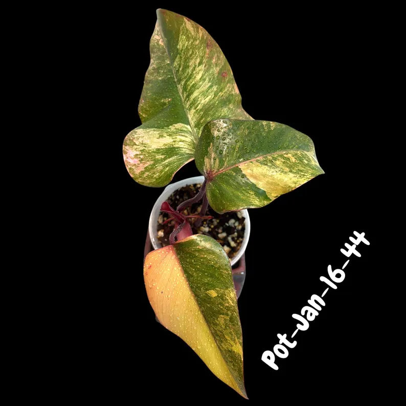 pink indoor plant
rare collector plant