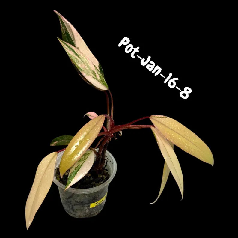 rare collector plant
rare houseplant