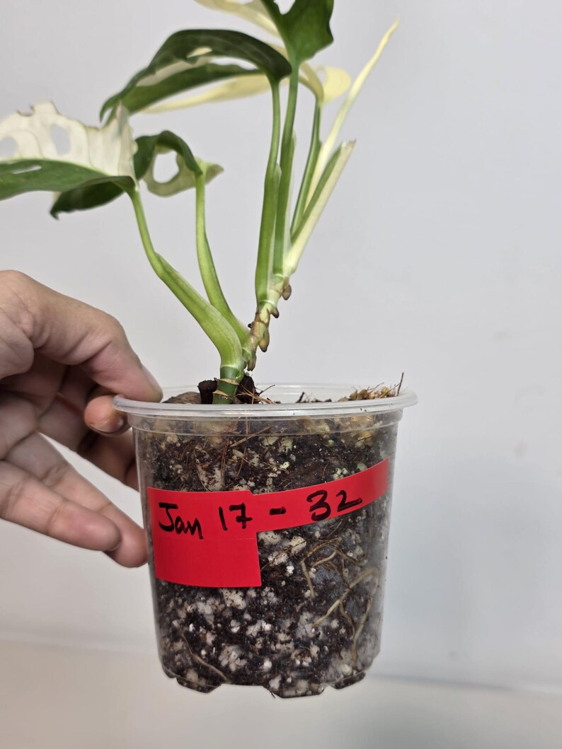 High Variegated White Monstera Adansonii Albo EXACT Live Plant - Half-Moon Swiss Cheese Plant - Super Rare Collector Plant - US Seller