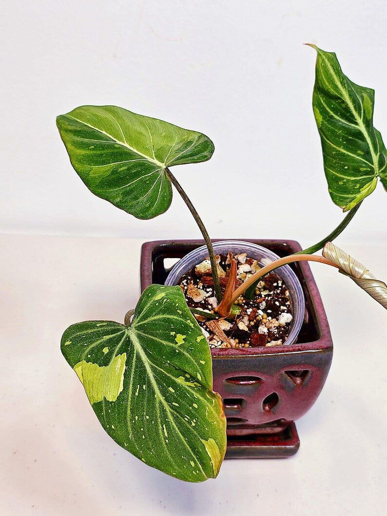 Gift Houseplant