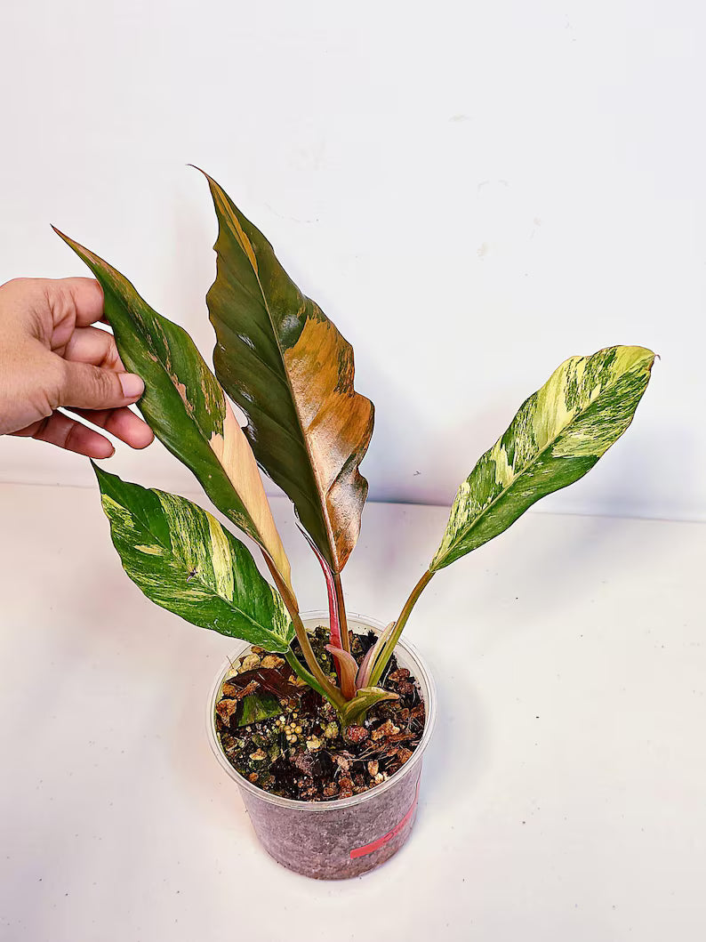 Caramel Marble EXACT Plant