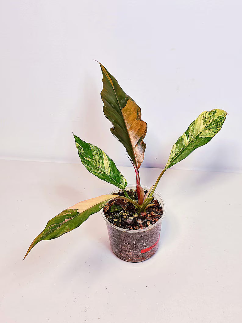 Gift Houseplant