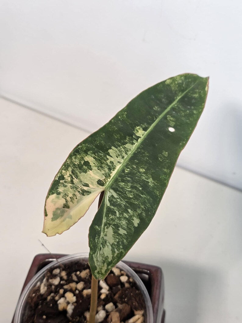 Philodendron Billietiae Variegated - Super Rare Variegated Billietiae Pot - Large Leaves - Collector's Aroid - Exact Same Plant - US Seller