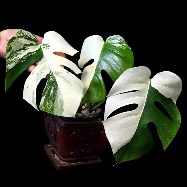 Variegated Monstera Albo