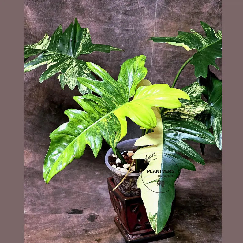 Variegated Philodendron Florida Beauty x Mayoi - Super Rare Live Plants - Home Decor - Exact Same Plant - US Seller