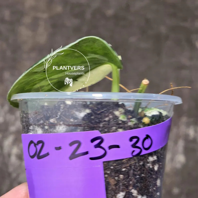 Variegated Scindapsus Mayari - Rare Collector Plant - EXACT Same Plant - US Seller