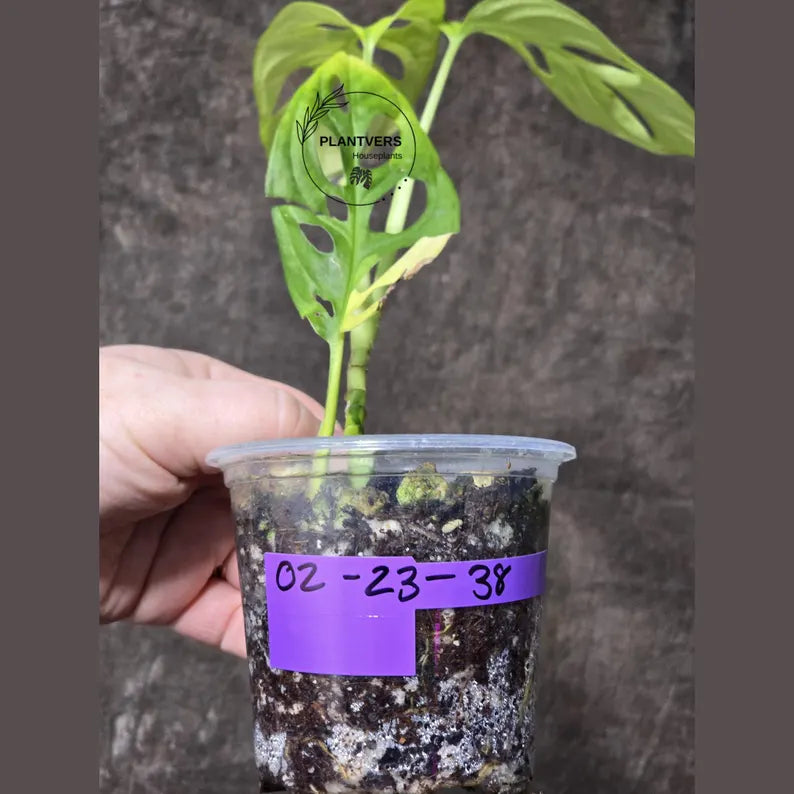 High Variegated White Monstera Adansonii Albo - Swiss Cheese Collector Rare EXACT Plant - US Seller