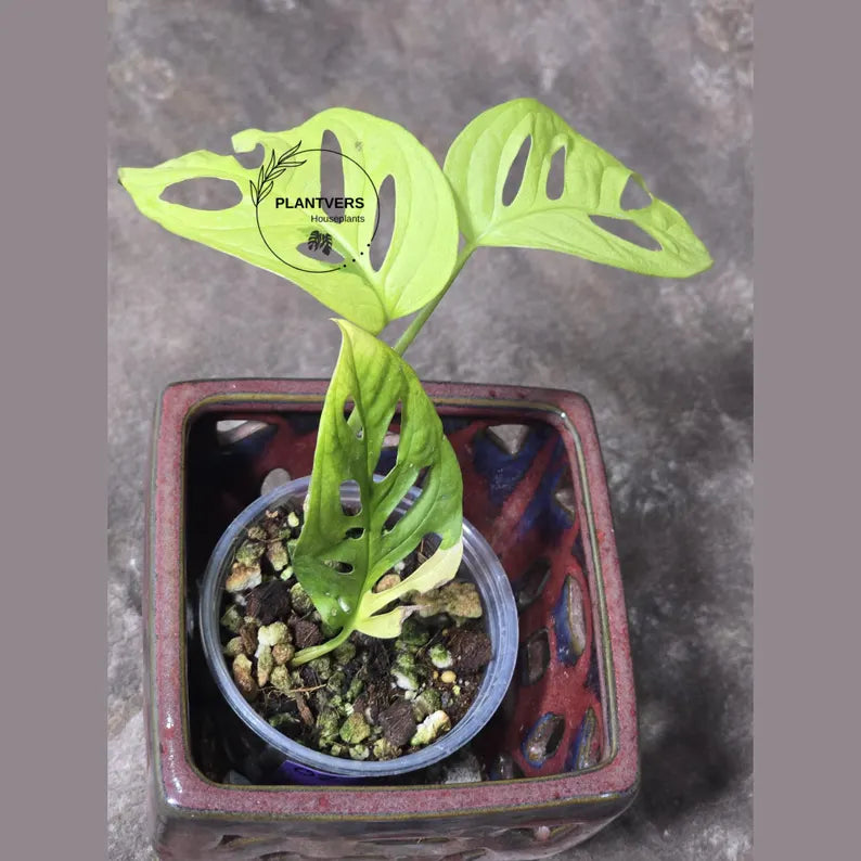 High Variegated White Monstera Adansonii Albo - Swiss Cheese Collector Rare EXACT Plant - US Seller