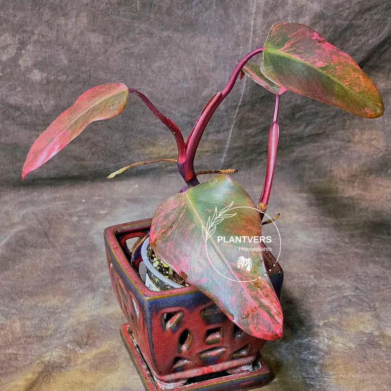 Variegated Philodendron Strawberry Shake