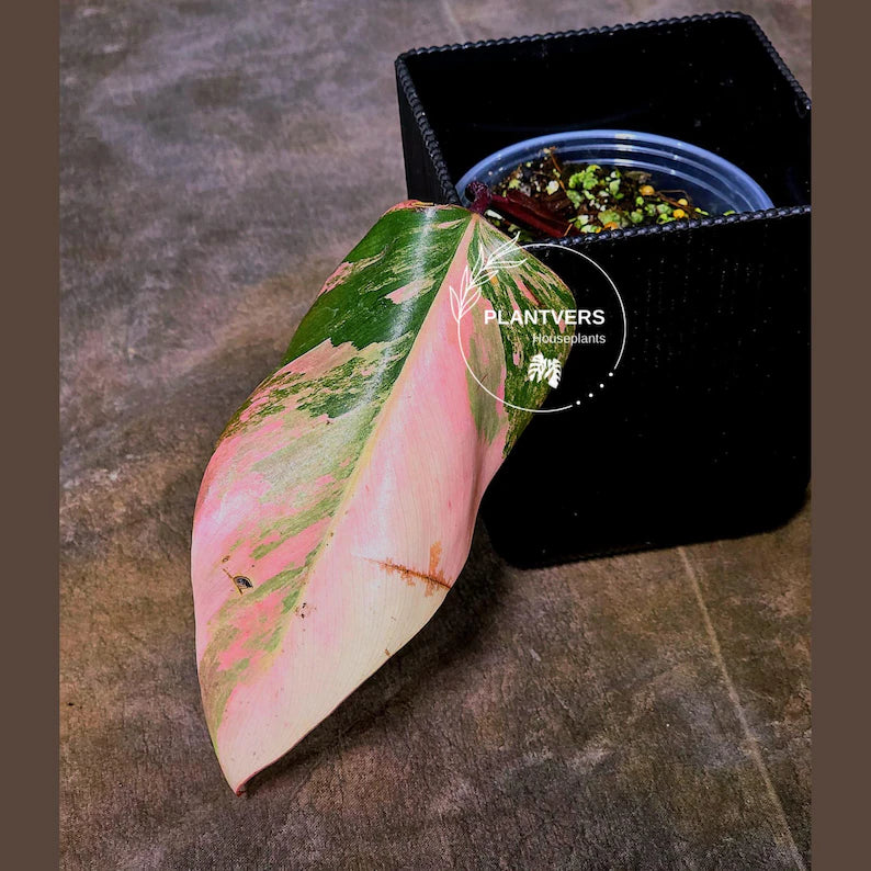 High Variegated Philodendron Strawberry Shake - Rare Collector Plant - Exact Plant - US Seller