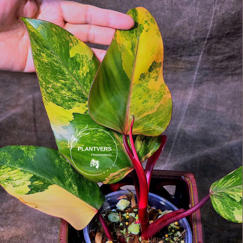 High Variegated Philodendron Strawberry Shake - Rare Collector Plant - Exact Plant - US Seller