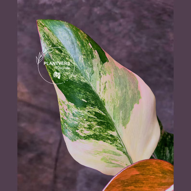High Variegated Philodendron Strawberry Shake - Rare Collector Plant - Exact Plant - US Seller
