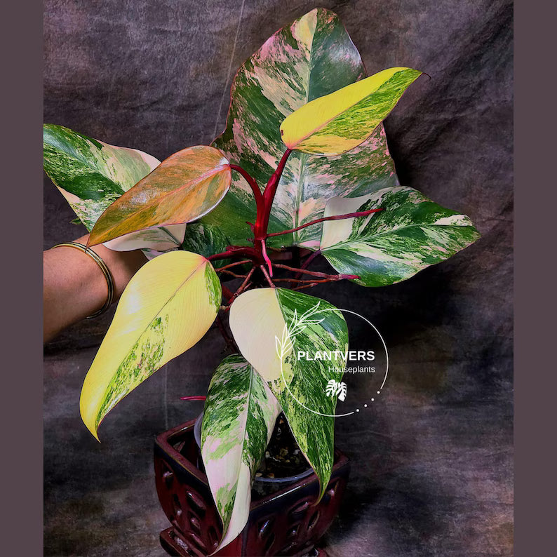 pink philodendron