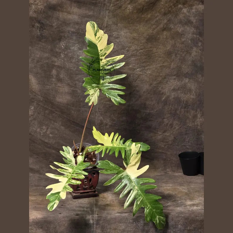 Variegated Philodendron Florida Beauty x Mayoi - Narrow Form - Super Rare Live Plants - Home Decor - Exact Same Plant - US Seller