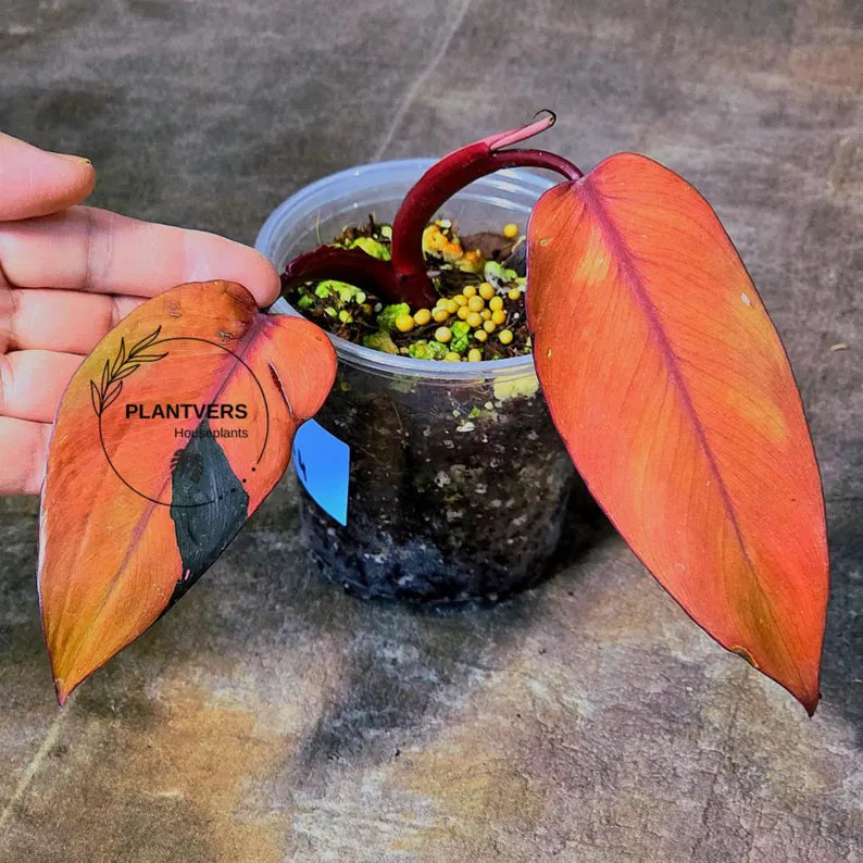 Philodendron Pink Princess Tricolor - Super Rare Variegated EXACT Live Plant - Pink, Green & Cream Foliage - Collector's Aroid - US Seller