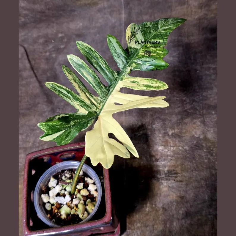 Variegated Philodendron Florida Beauty x Mayoi - Super Rare Live Plants - Air Purifier Plant for Home Decor - Exact Same Plant - US Seller