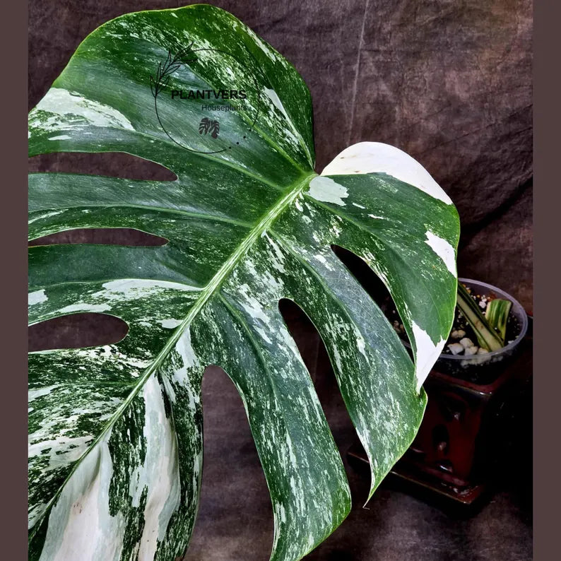 Rare Monstera Albo Variegated - Indoor White Monstera Albo Borsigiana Plant - Live Plant - Large Form - EXACT Same Plant - US Seller