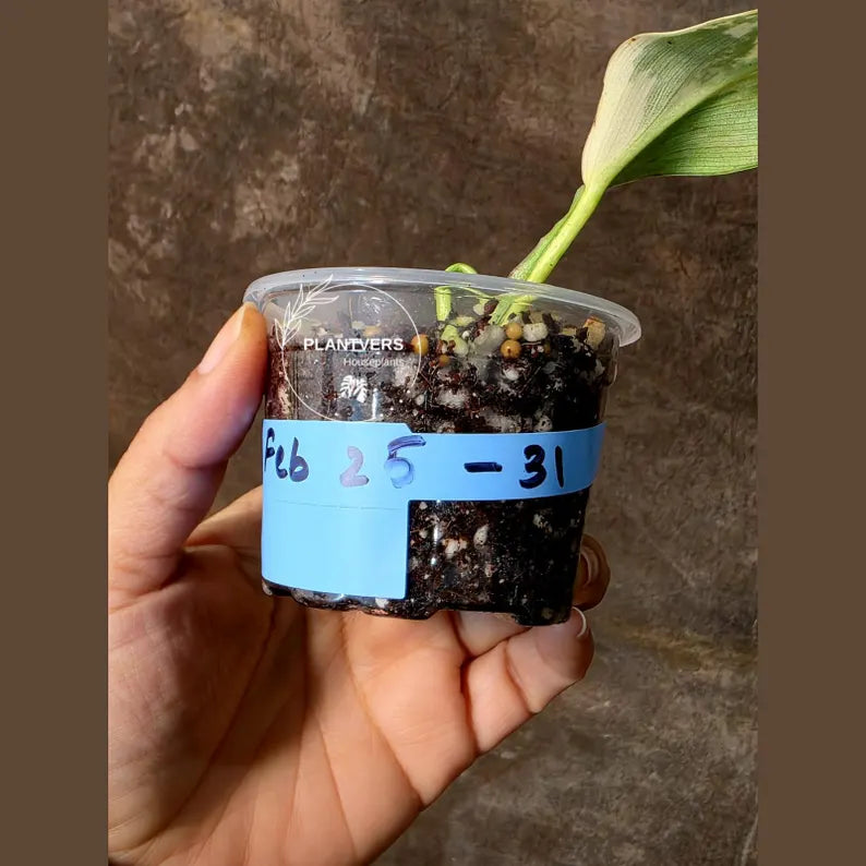 Super Rare Philodendron Silver Sword Variegated Plant - Collectors Plant - Rare Variegated Aroid Live Plant - Exact Same Plant - Us Seller