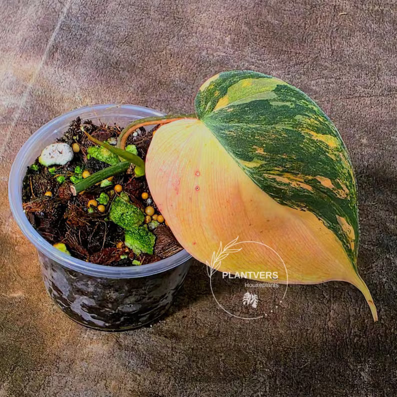 Variegated Philodendron Mican Aurea Potted Plant - Collector's Aroid - Mican Aurea Gift Houseplant - EXTREMELY Rare Live Plant - US Seller