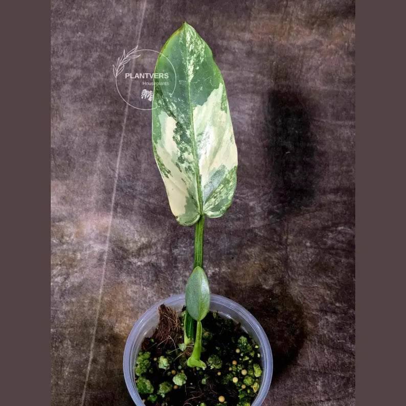 Super Rare Philodendron Silver Sword Variegated Plant - Collectors Plant - Rare Variegated Aroid Live Plant - Exact Same Plant - Us Seller