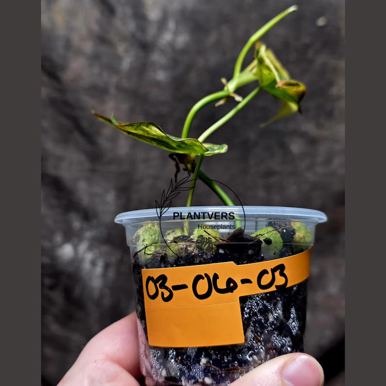 Variegated Philodendron Mican Aurea in a Nursery Pot - Rare Collector Plant - Beginners Plant - EXACT Plant - US Seller