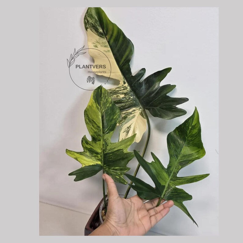 Variegated Philodendron Florida Beauty x Mayoi - Super Rare Live Plants - Air Purifier Plant for Home Decor - Exact Same Plant - US Seller