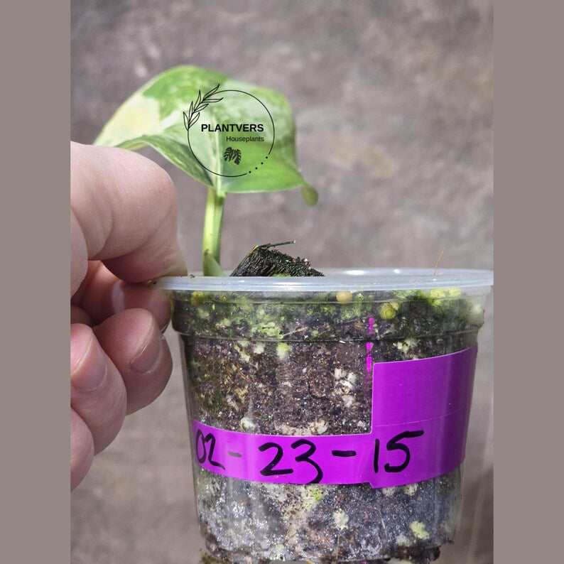 Variegated Scindapsus Pictus 'Jade Satin' Plant - Collector's Aroid - Modern Home Decor - Best GIFT Plant - EXACT Same Plant - US Seller