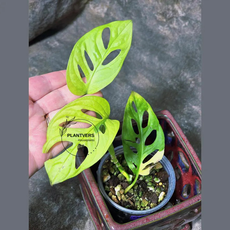 High Variegated White Monstera Adansonii Albo - Swiss Cheese Collector Rare EXACT Plant - US Seller