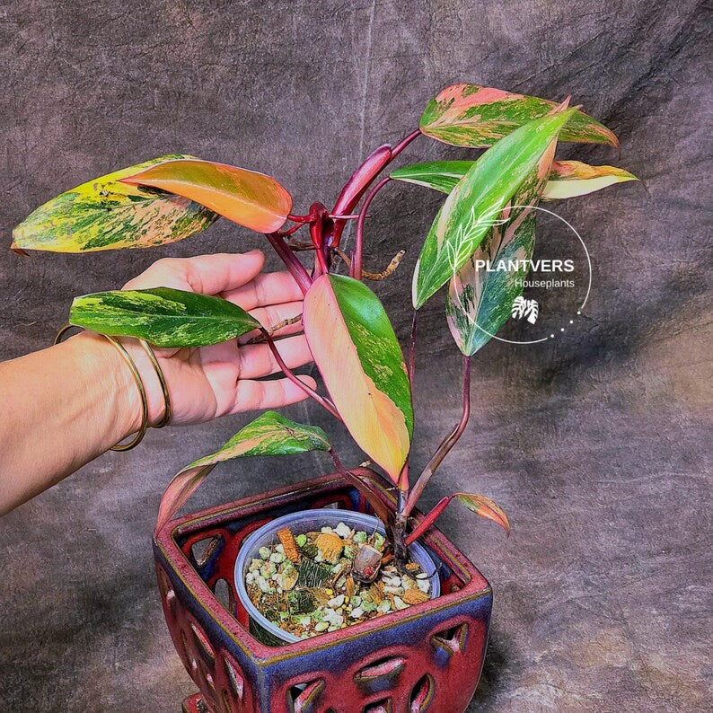 strawberry shake plant