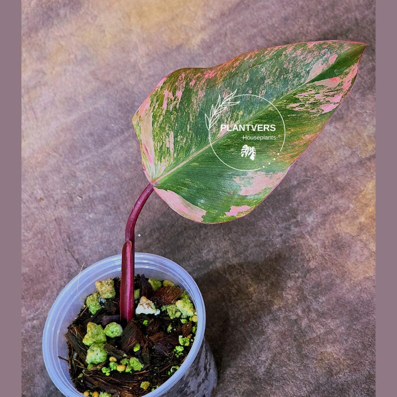 High Variegated Philodendron Strawberry Shake - Rare Collector Plant - Exact Plant - US Seller