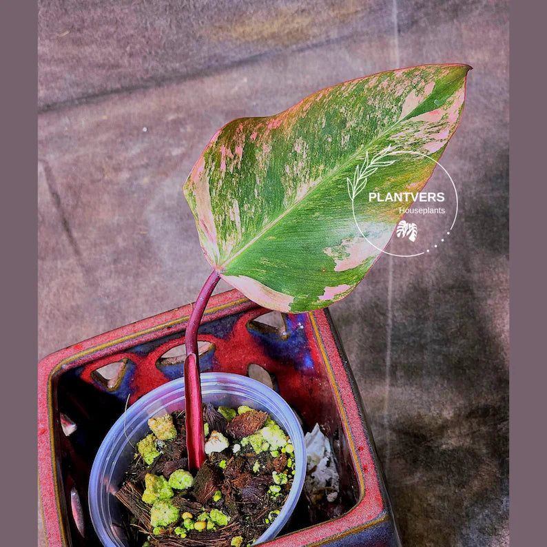 variegated philodendron strawberry shake