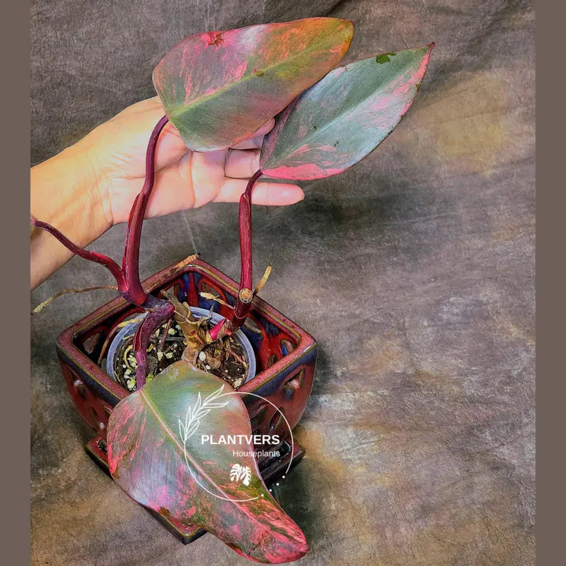 High Variegated Philodendron Strawberry Shake - Rare Collector Plant - Exact Plant - US Seller