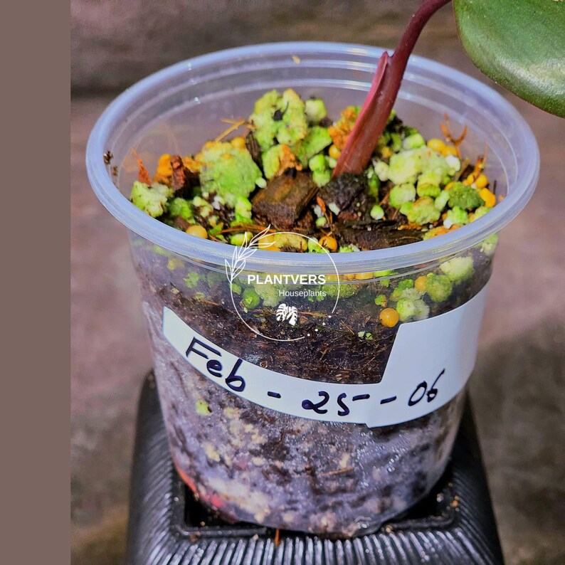 High Variegated Philodendron Strawberry Shake - Rare Collector Plant - Exact Plant - US Seller