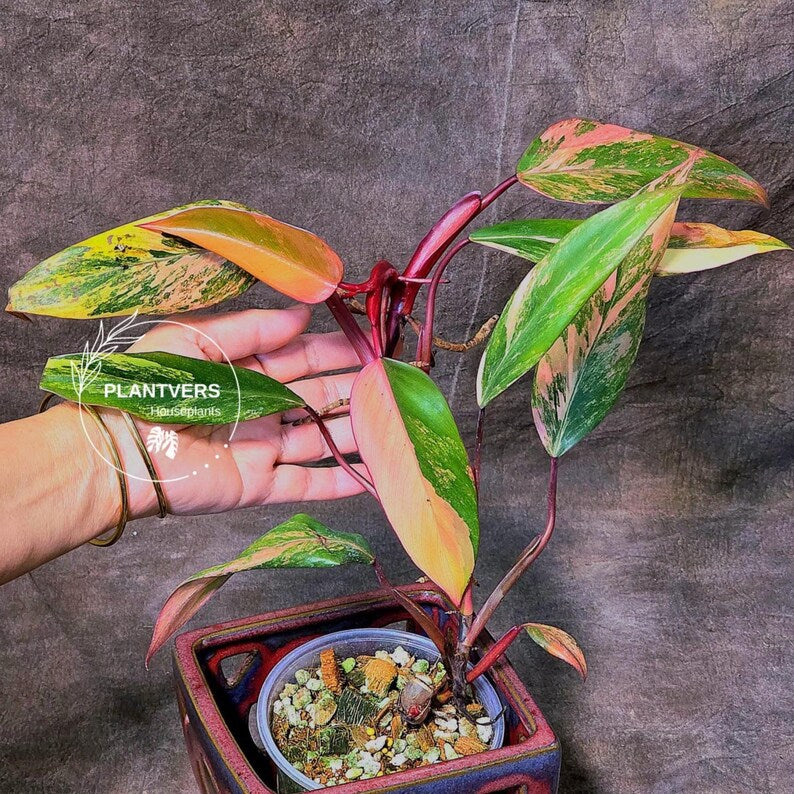 High Variegated Philodendron Strawberry Shake - Rare Collector Plant - Exact Plant - US Seller