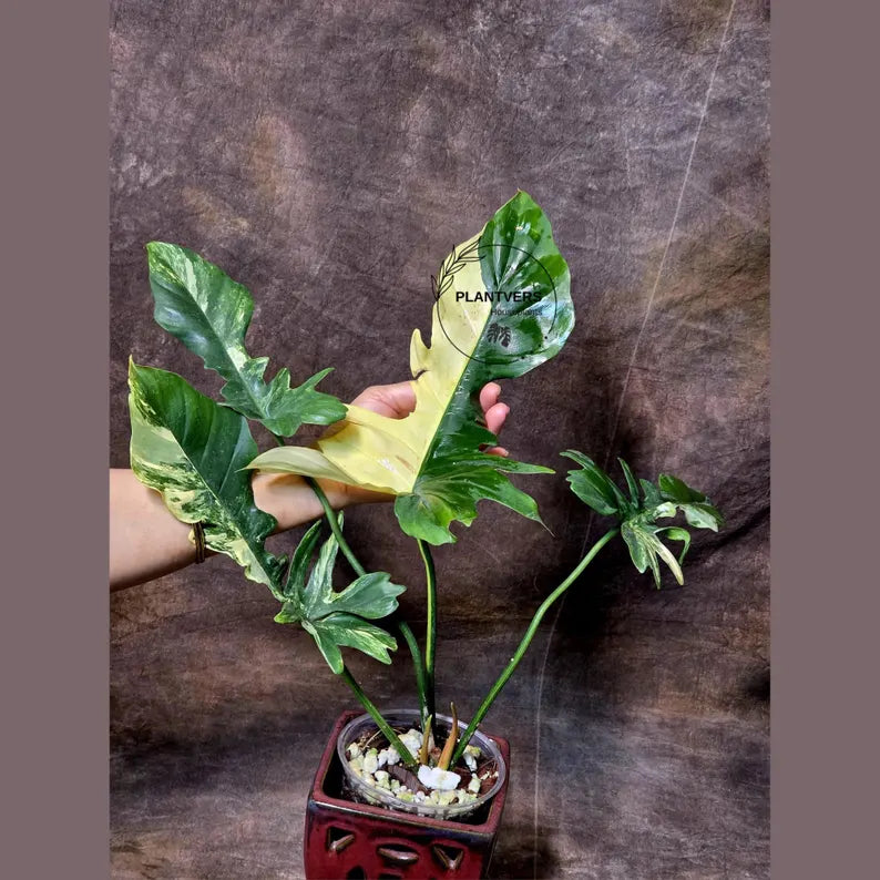 Variegated Philodendron Florida Beauty x Mayoi - Super Rare Live Plants - Air Purifier Plant for Home Decor - Exact Same Plant - US Seller