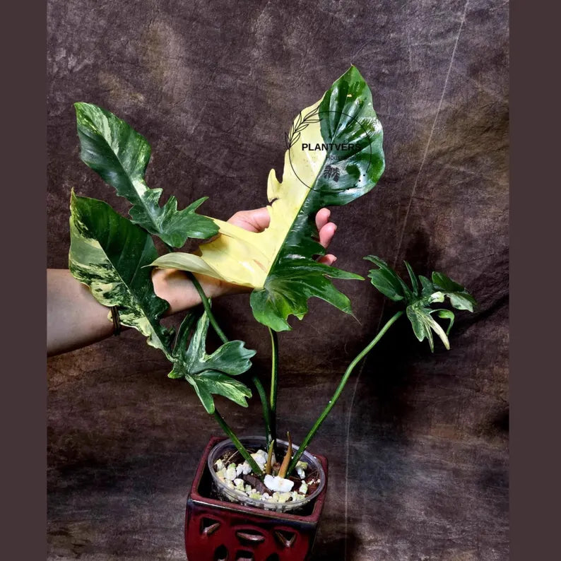 Variegated Philodendron Florida Beauty x Mayoi - Super Rare Live Plants - Air Purifier Plant for Home Decor - Exact Same Plant - US Seller