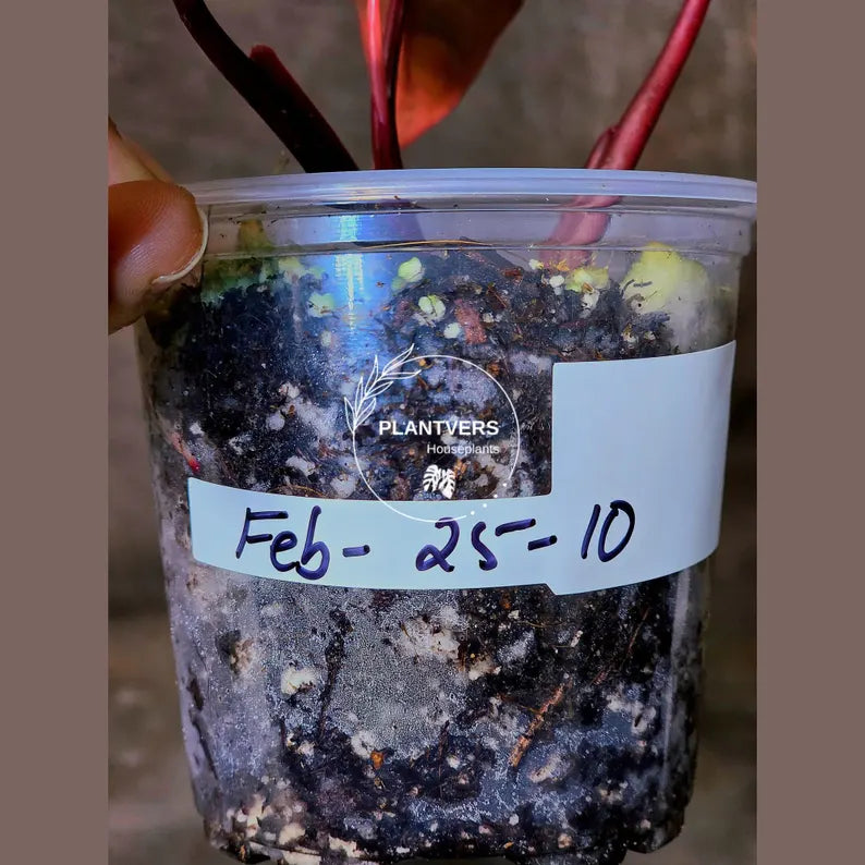 High Variegated Philodendron Strawberry Shake - Rare Collector Plant - Exact Plant - US Seller